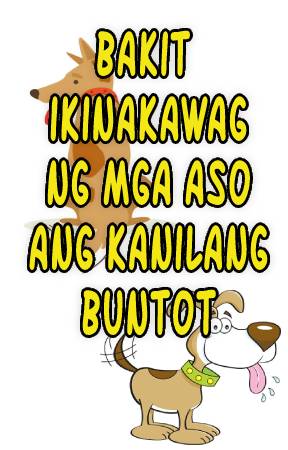 Bakit Ikinakawag Ng Mga Aso Ang Kanilang Buntot