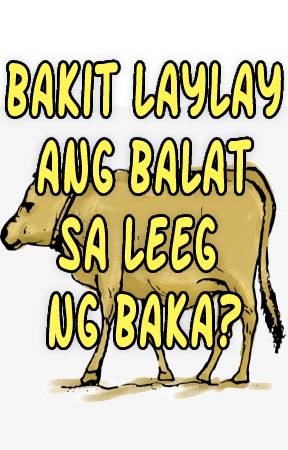 Bakit Laylay Ang Balat Sa Leeg Ng Baka?